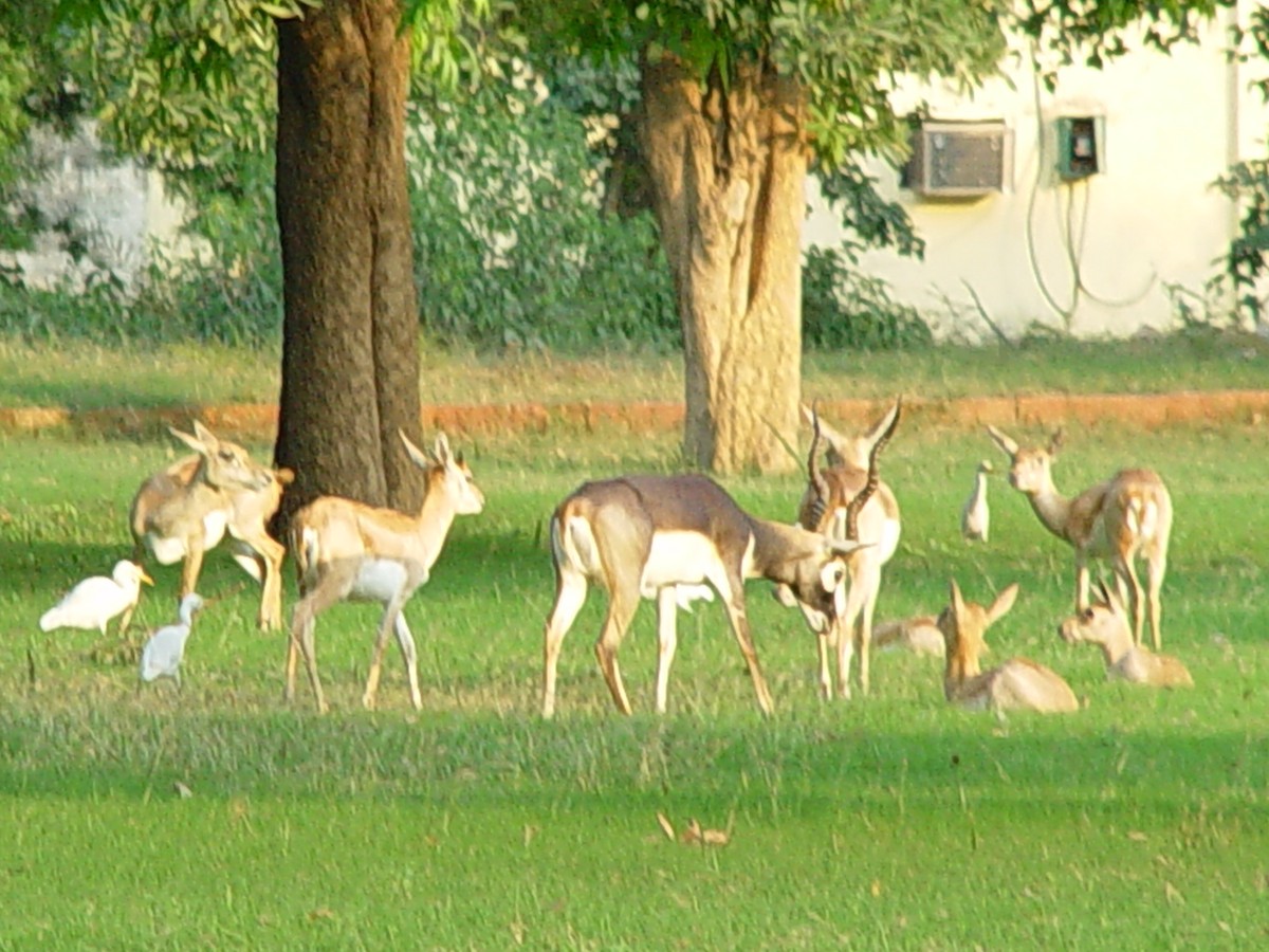 Eastern Cattle-Egret - ML397360511