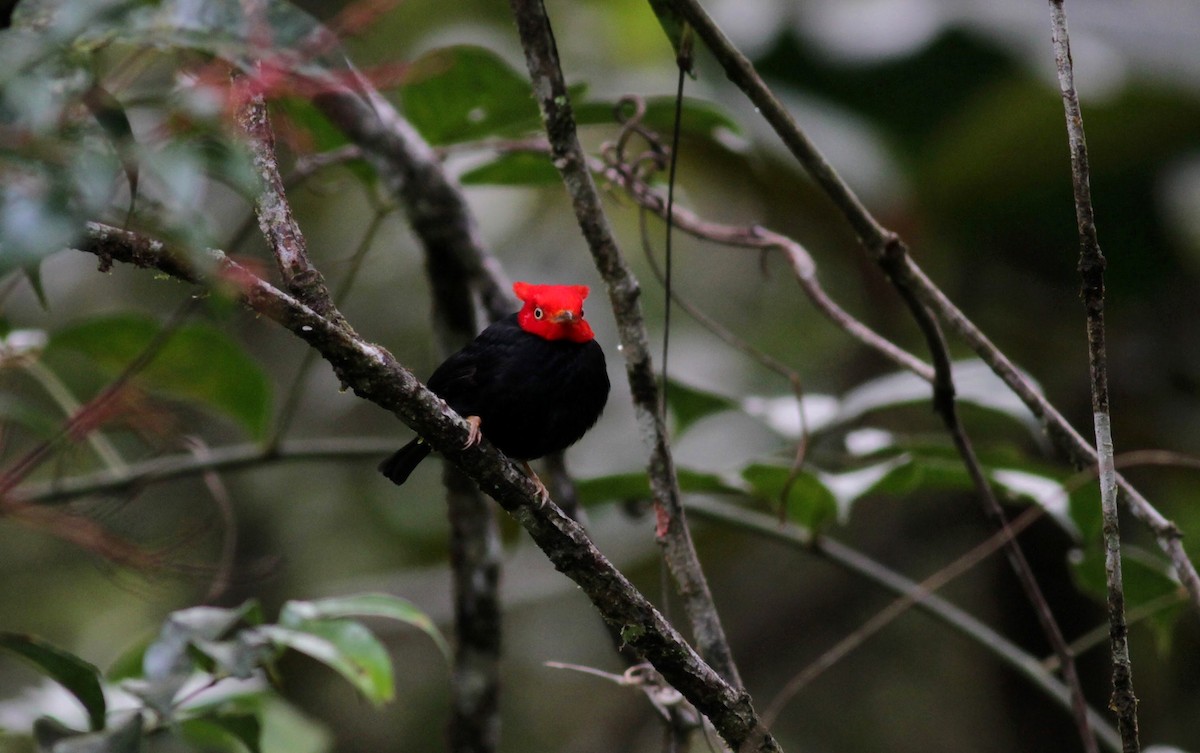Scarlet-horned Manakin - Jay McGowan