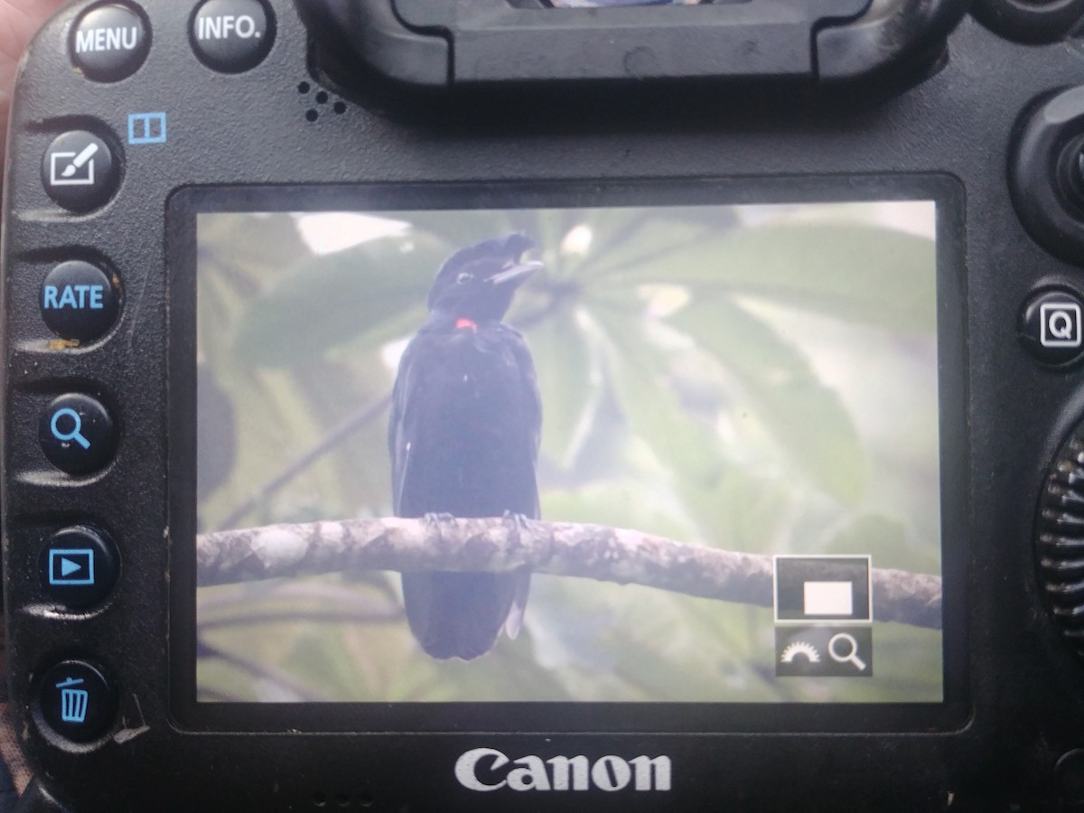 Bare-necked Umbrellabird - ML397361361