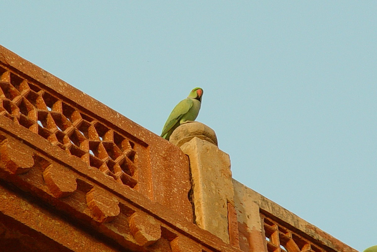 Rose-ringed Parakeet - ML397361601