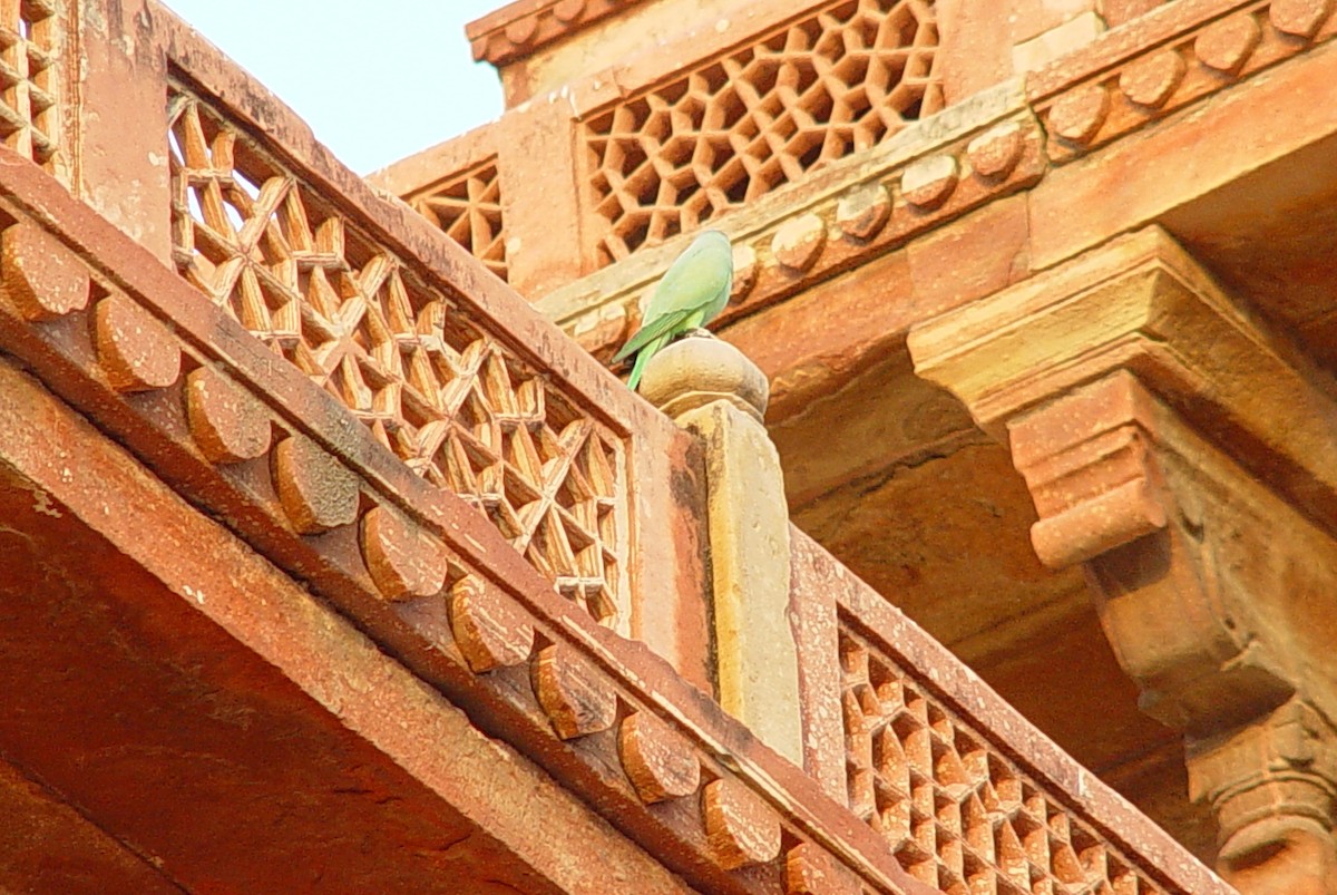 Rose-ringed Parakeet - ML397361611