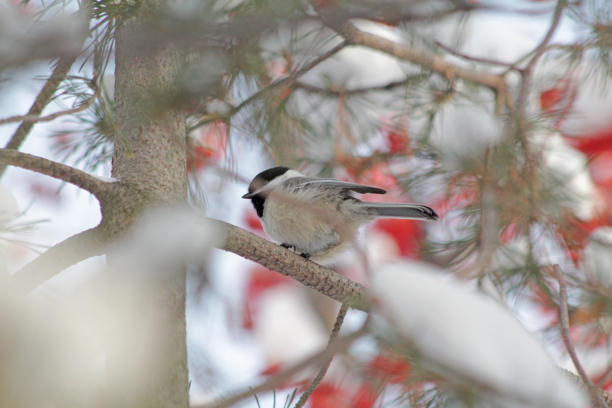 Black-capped Chickadee - Manna Parseyan