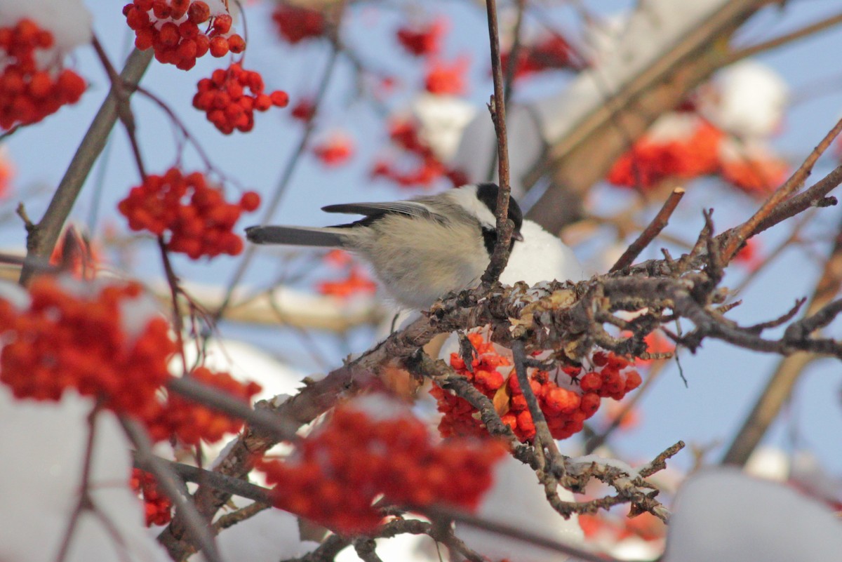 Black-capped Chickadee - Manna Parseyan