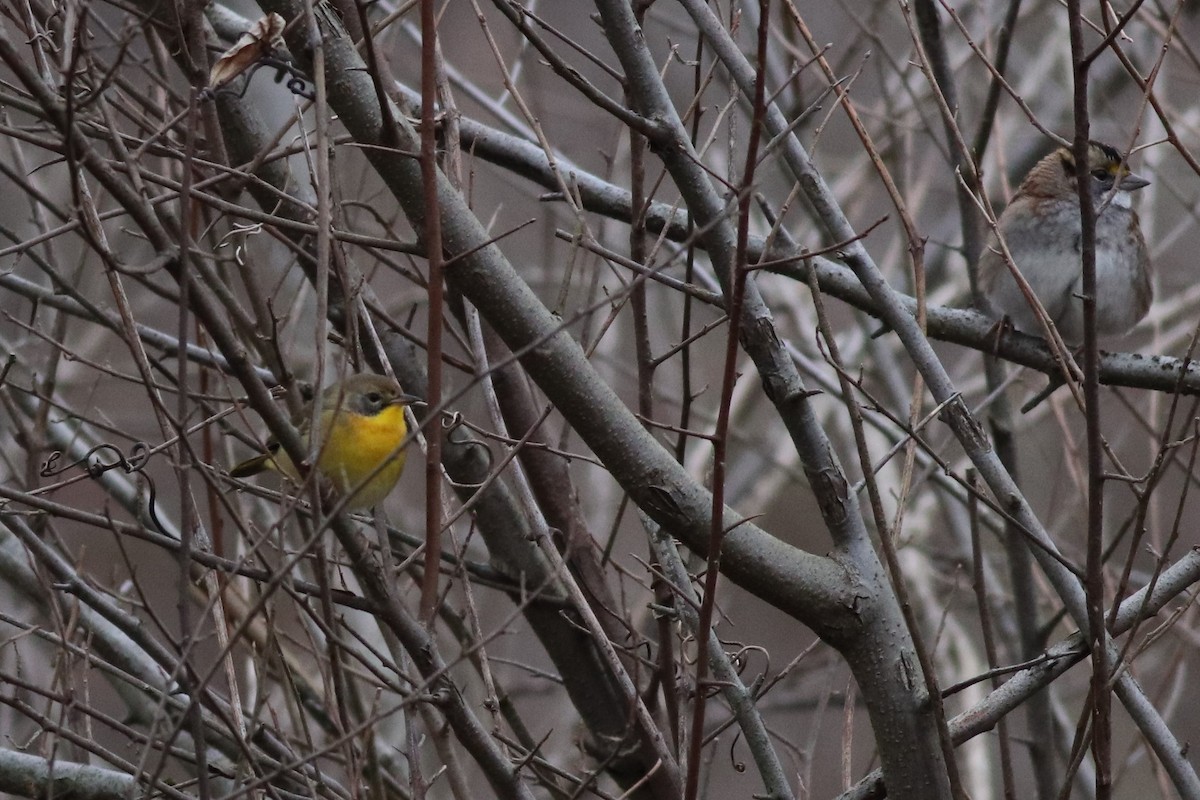 Common Yellowthroat - Eric M. Hall