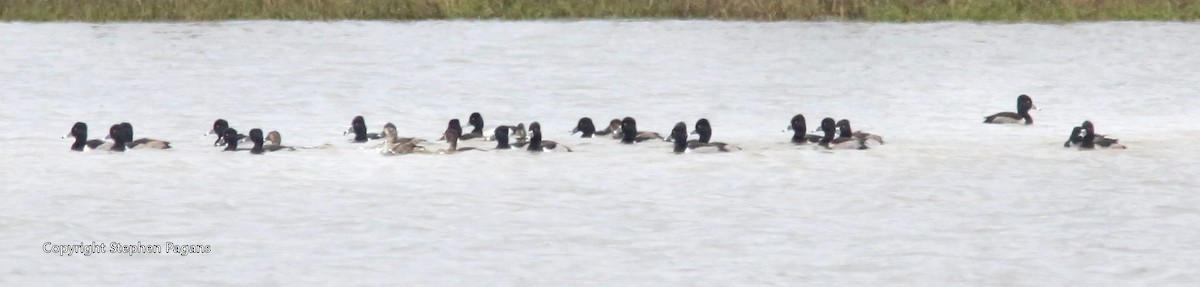 Ring-necked Duck - ML397362751