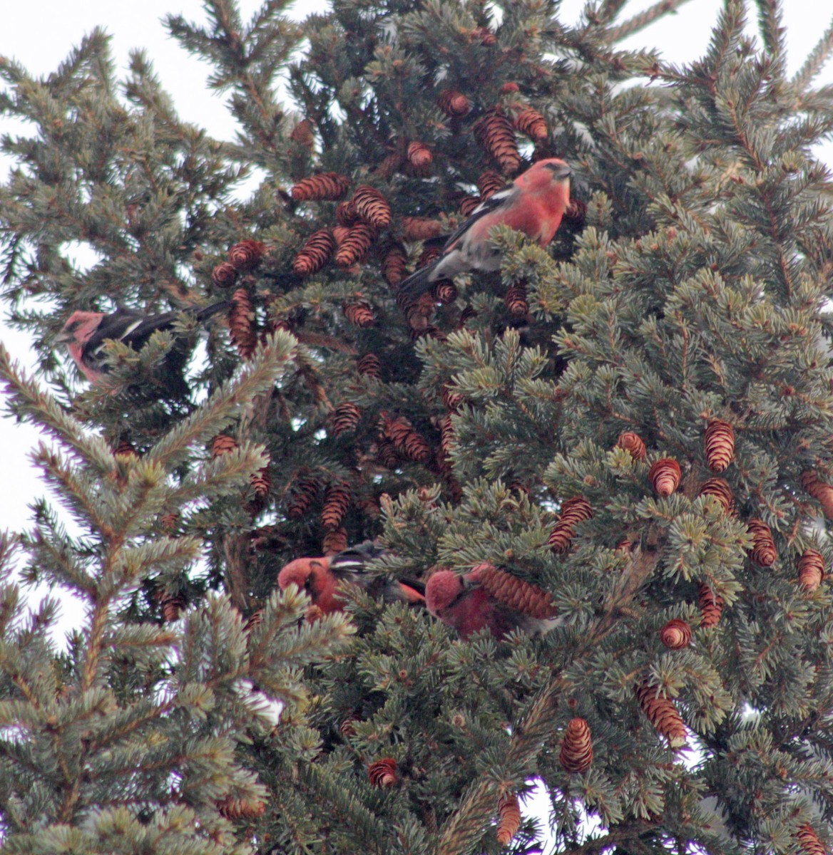 White-winged Crossbill - ML397363611