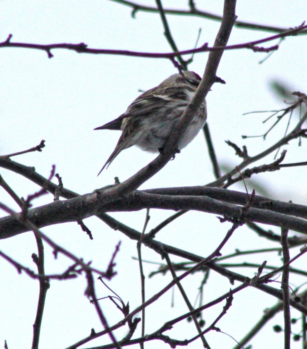 Common Redpoll - Manna Parseyan