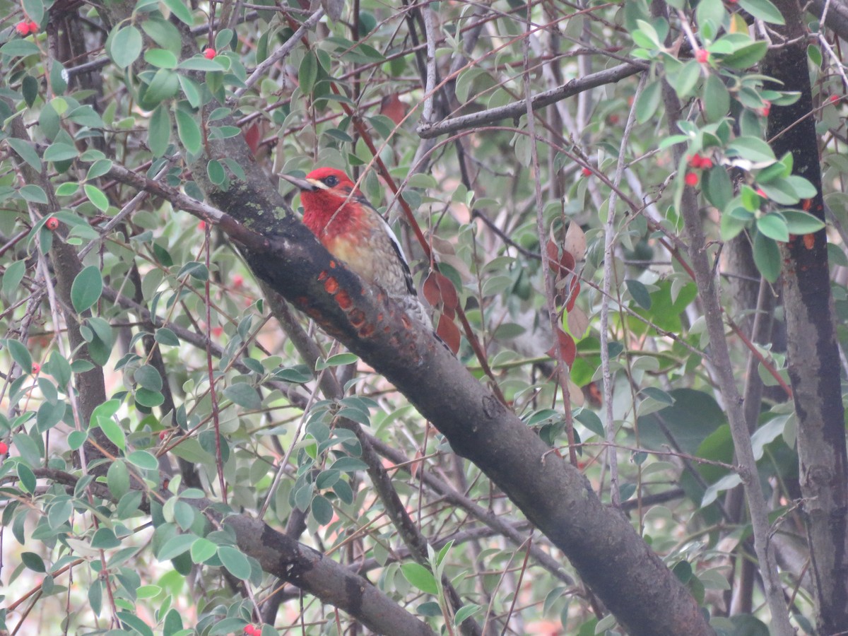 Red-breasted Sapsucker - ML397364181