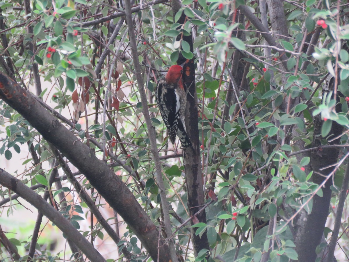 Red-breasted Sapsucker - ML397364191