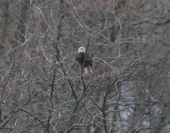 Bald Eagle - ML397365701