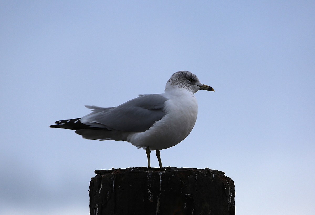 Ring-billed Gull - ML397365731