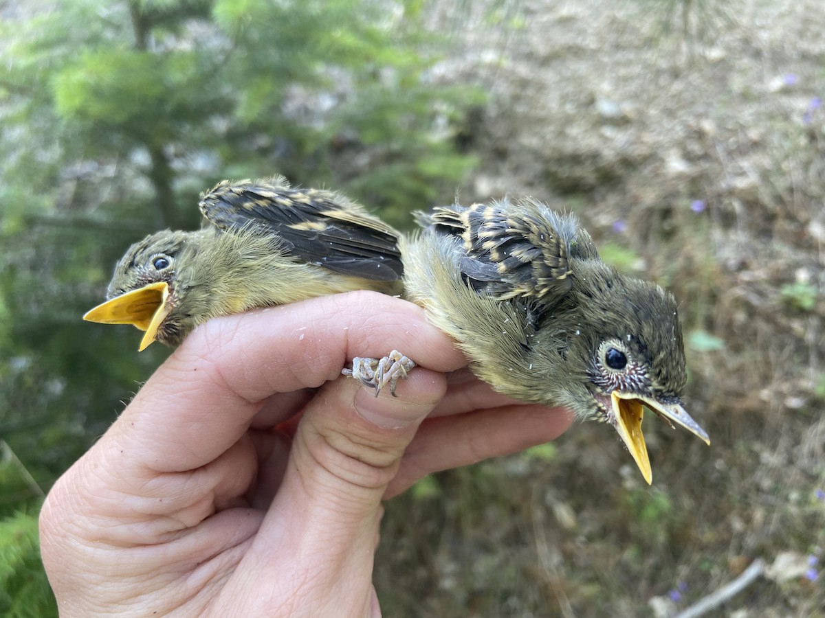 Western Flycatcher (Cordilleran) - ML397366371