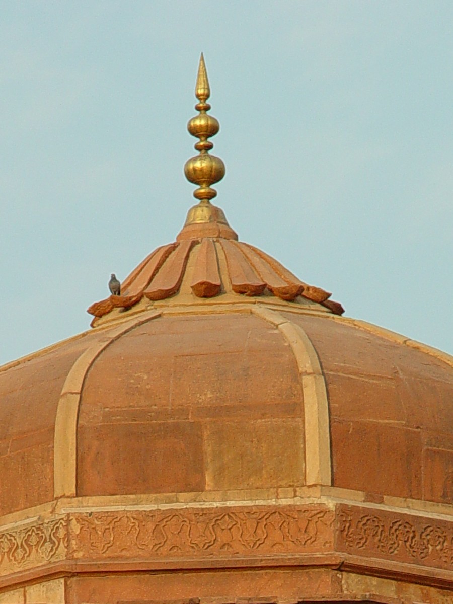 Хөхвөр тагтаа (суурин газрын) - ML397366461