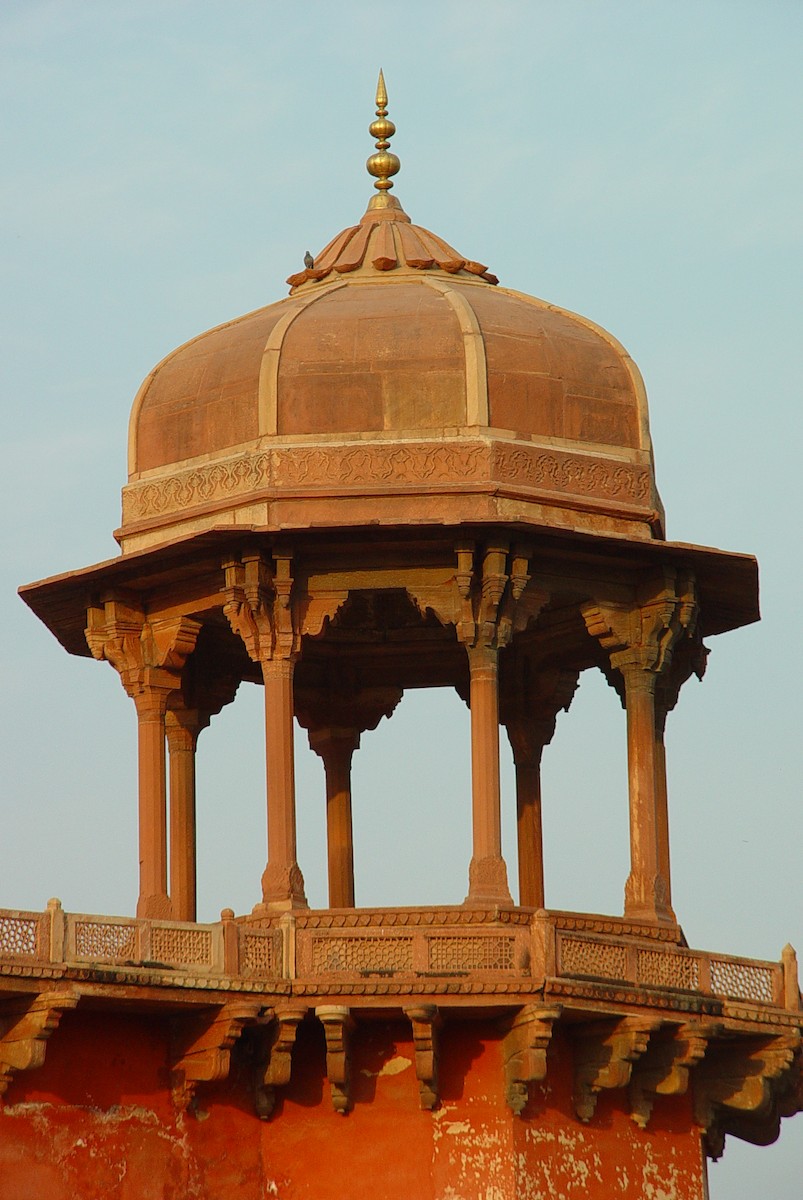 Хөхвөр тагтаа (суурин газрын) - ML397366481