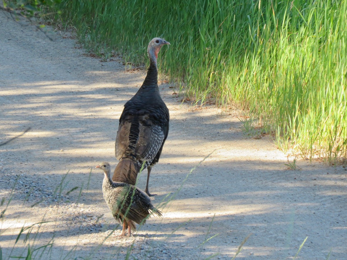 Guajolote Gallipavo - ML397366591