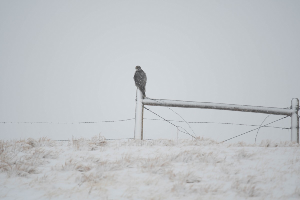 Gyrfalcon - ML397366751