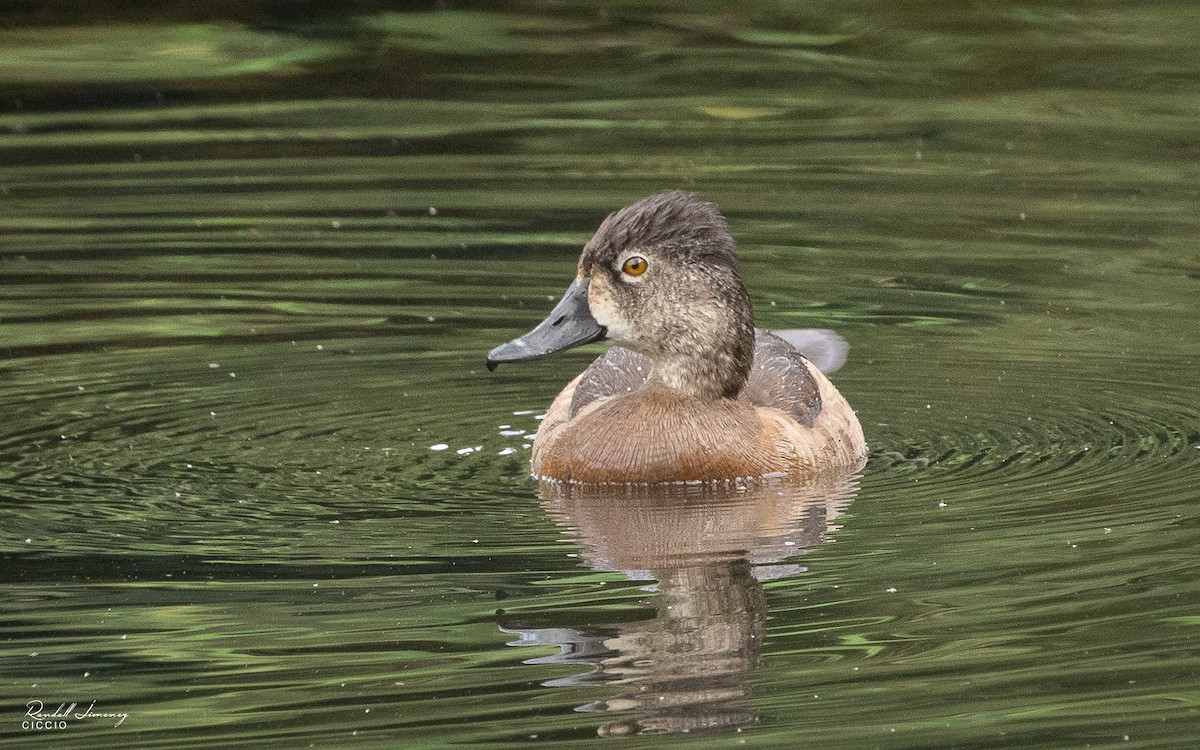 Ring-necked Duck - Randall Jimenez