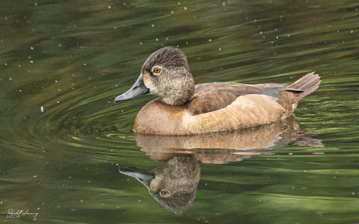 Ring-necked Duck - Randall Jimenez