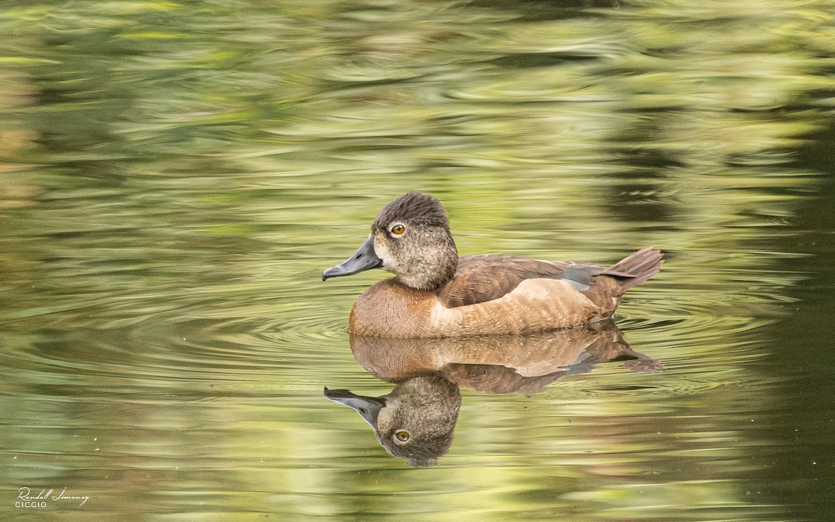 Ring-necked Duck - Randall Jimenez