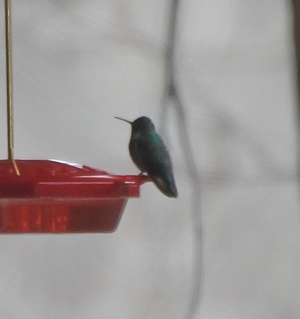 Anna's Hummingbird - ML397368281