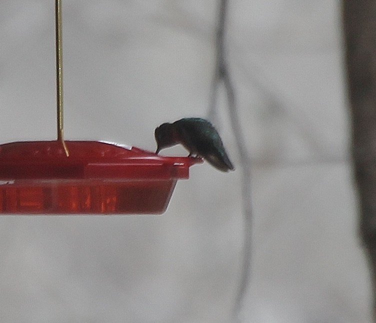 Anna's Hummingbird - ML397368291