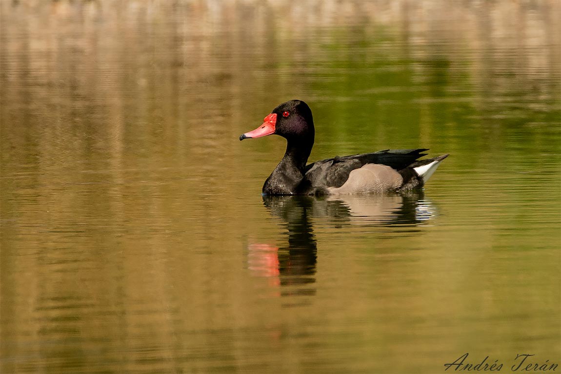 Rosy-billed Pochard - ML397370271