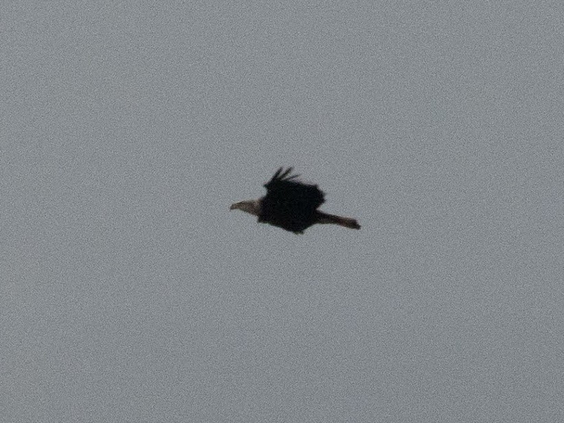 Bald Eagle - ML397371041