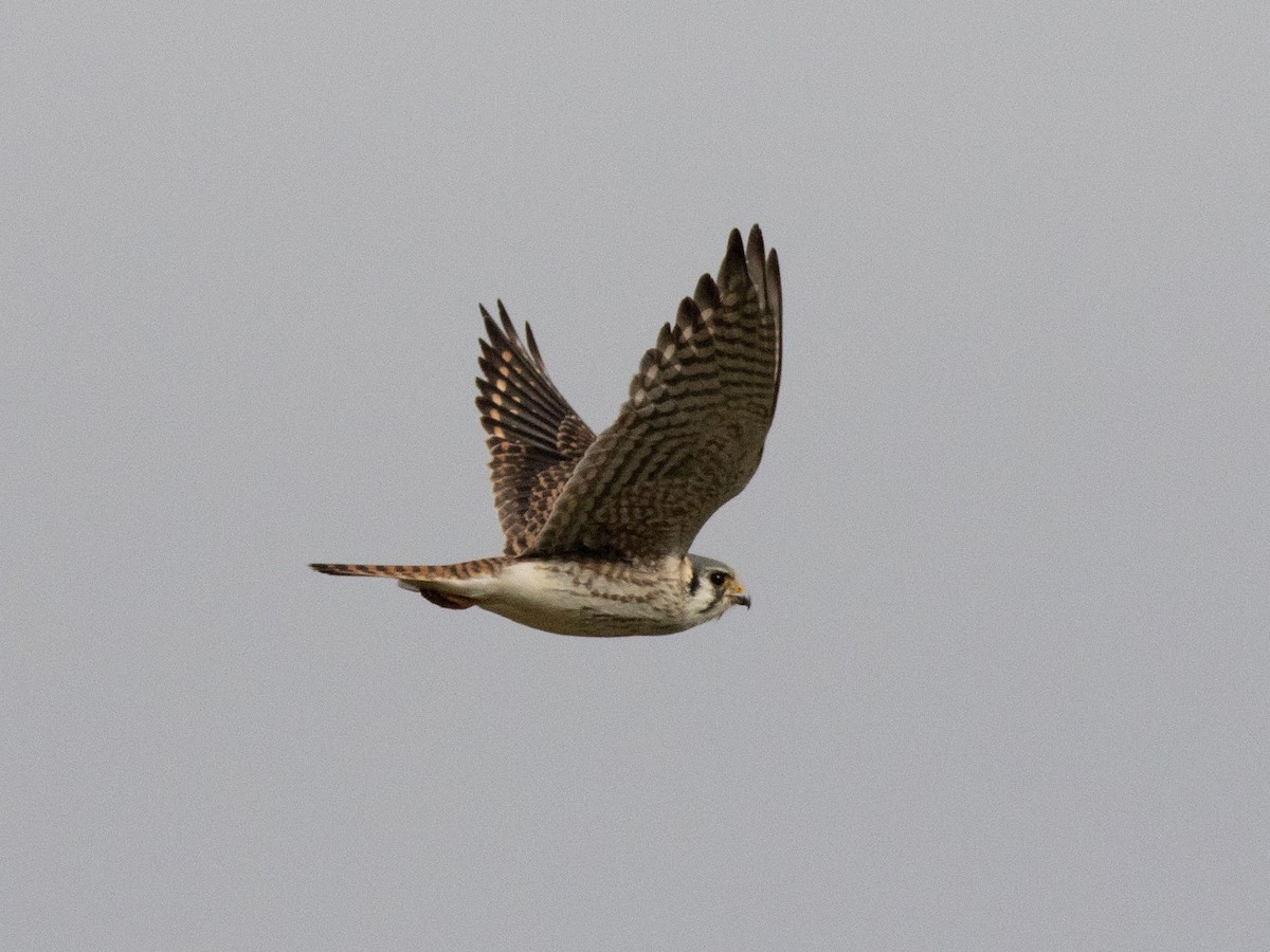 American Kestrel - ML397371171