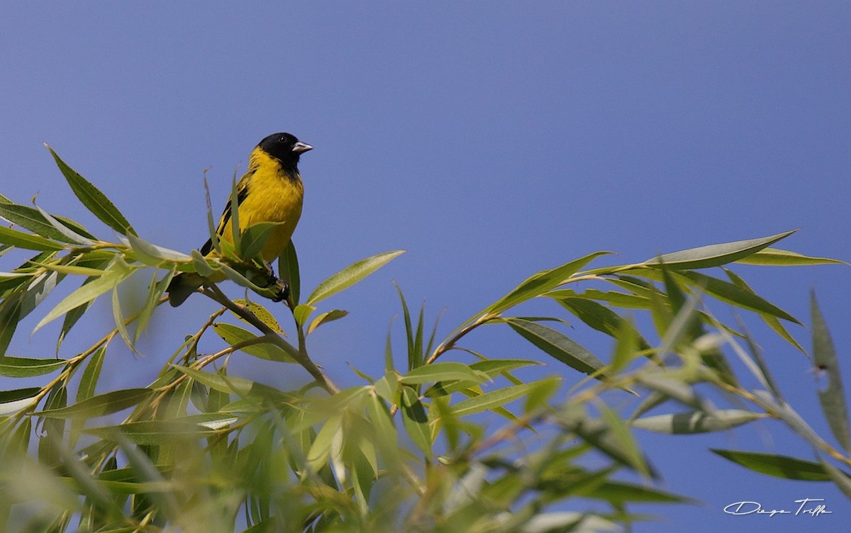 Hooded Siskin - ML397371211