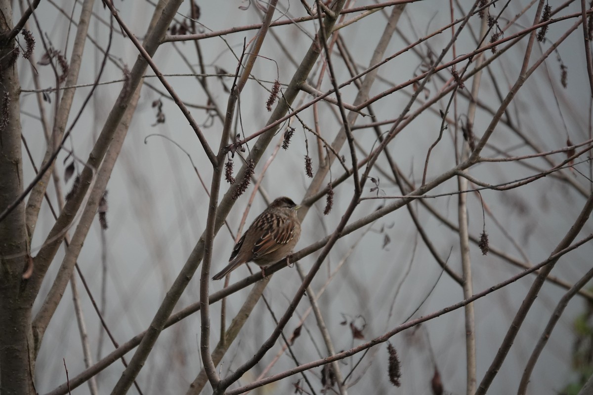 Golden-crowned Sparrow - ML397373121