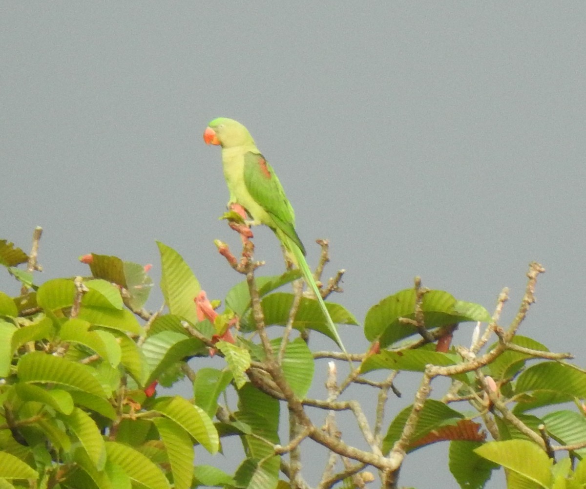 Alexandrine Parakeet - ML397373901