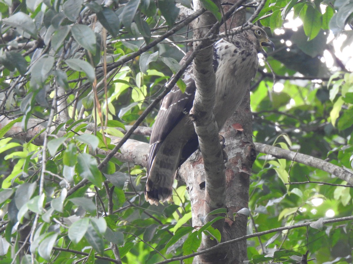 Crested Serpent-Eagle - ML397374031