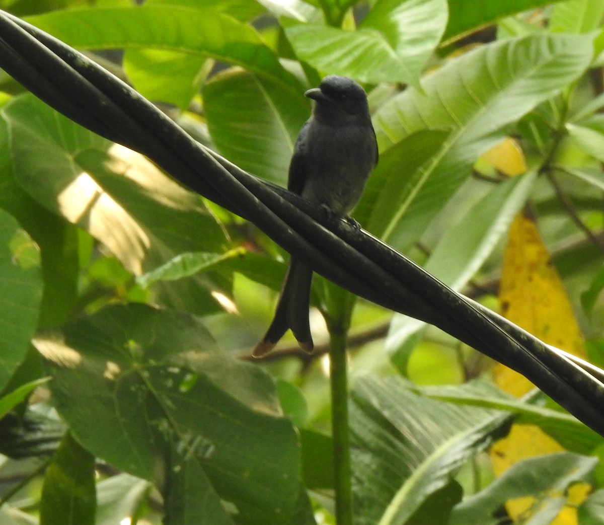 Graubrustdrongo (leucopygialis/insularis) - ML397374161