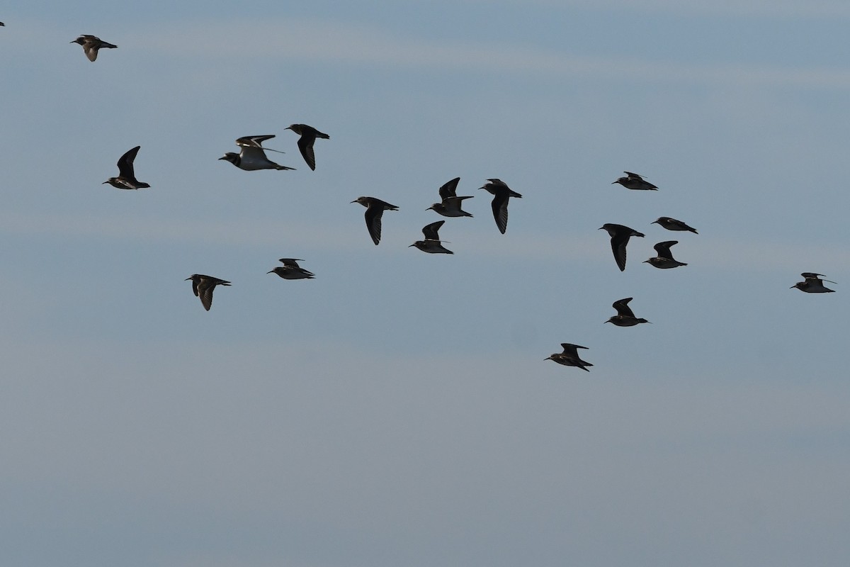 Least Sandpiper - Clay Bliznick