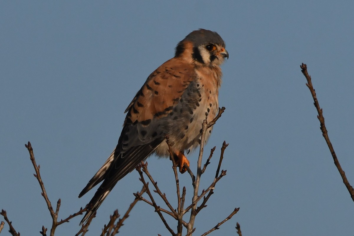 American Kestrel - ML397374341