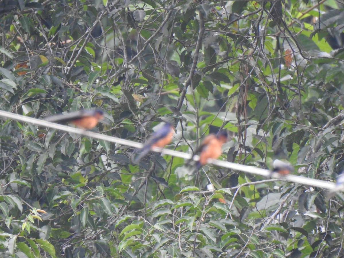 Sri Lanka Swallow - ML397374381