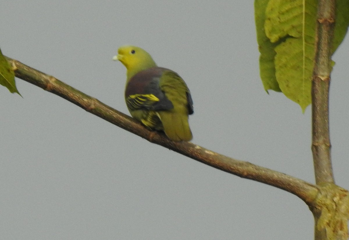 Sri Lanka Green-Pigeon - ML397374511