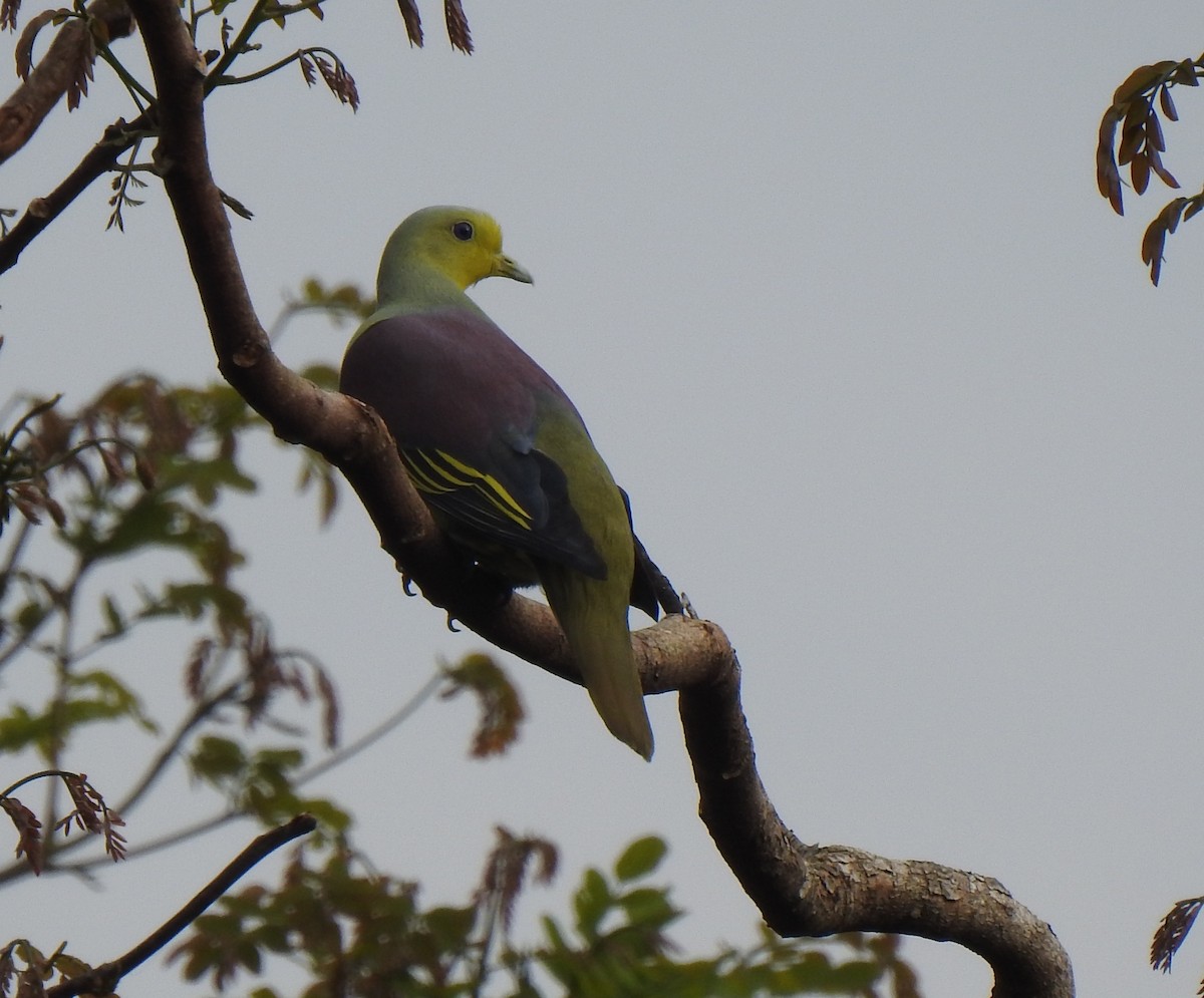 Sri Lanka Green-Pigeon - ML397374551