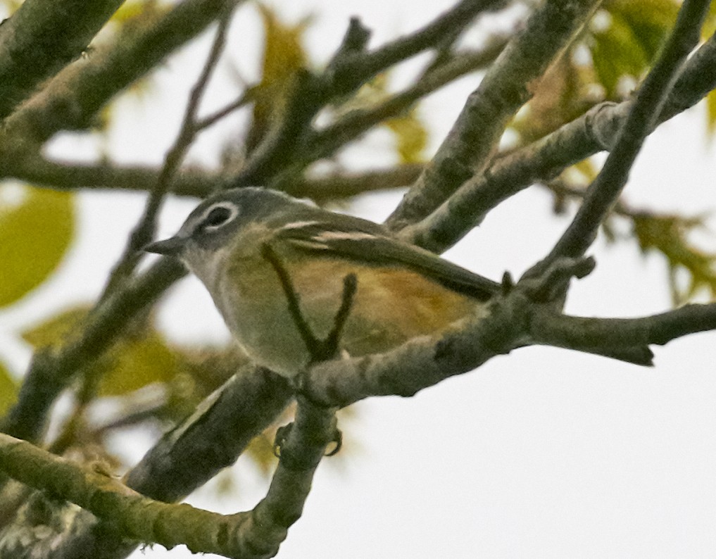 Vireo Solitario - ML39737461