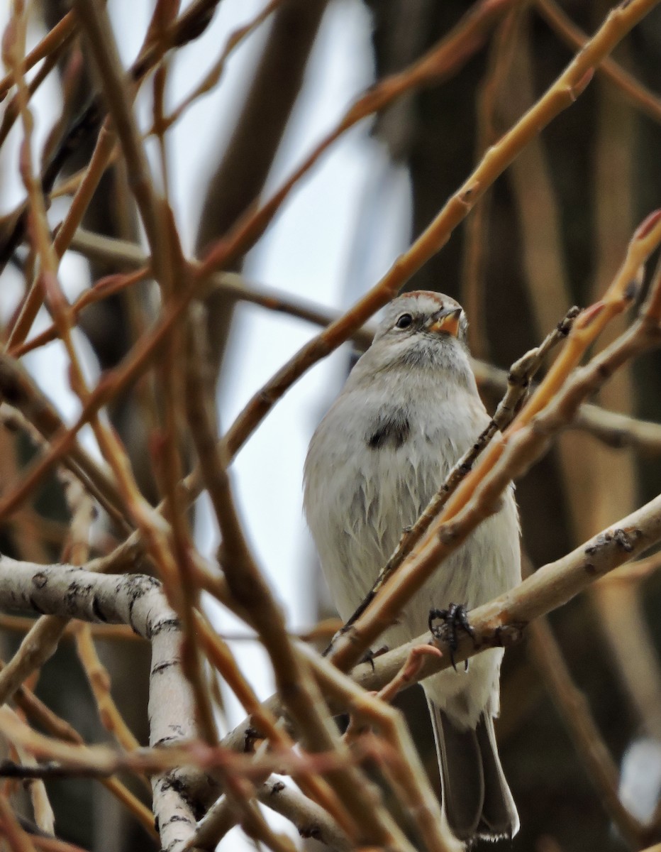 American Tree Sparrow - ML397374861