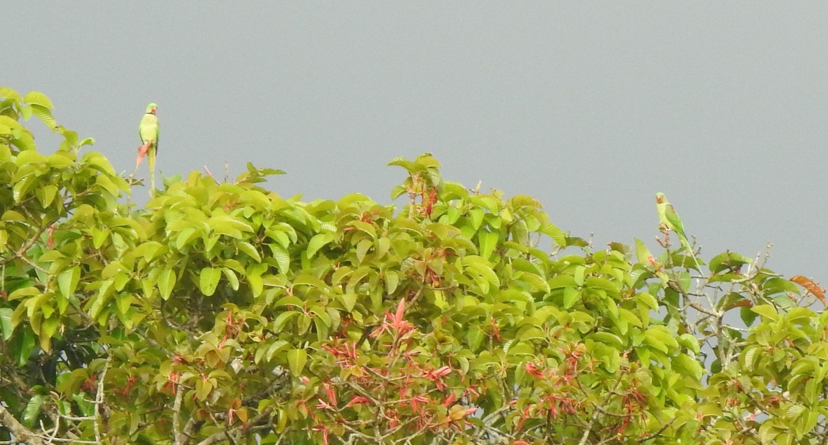 Alexandrine Parakeet - ML397374911