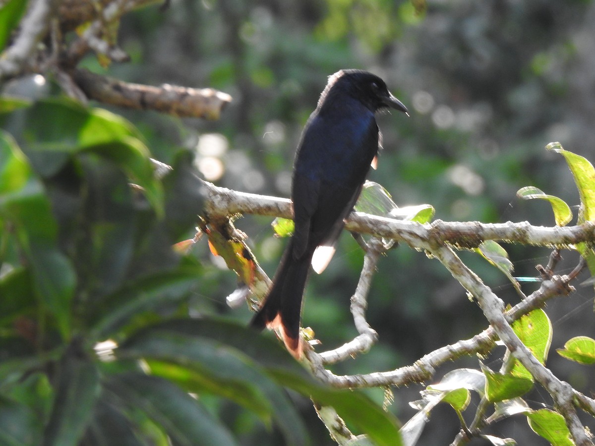 White-bellied Drongo (White-vented) - ML397375081