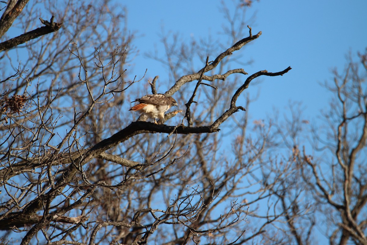 Red-tailed Hawk - ML397376571