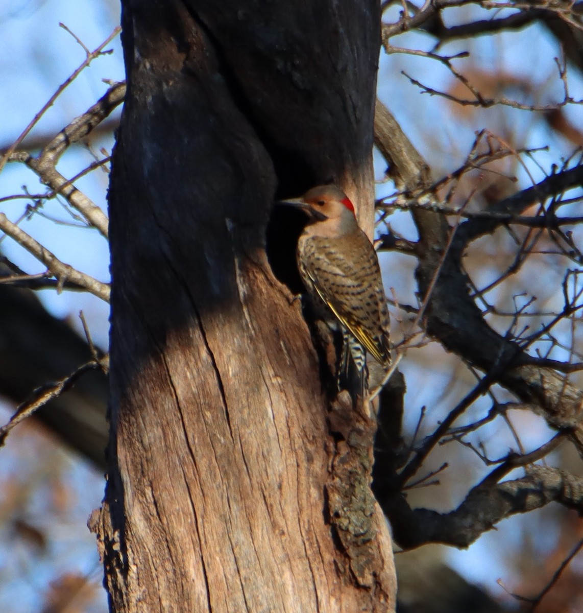 Northern Flicker - ML397376711