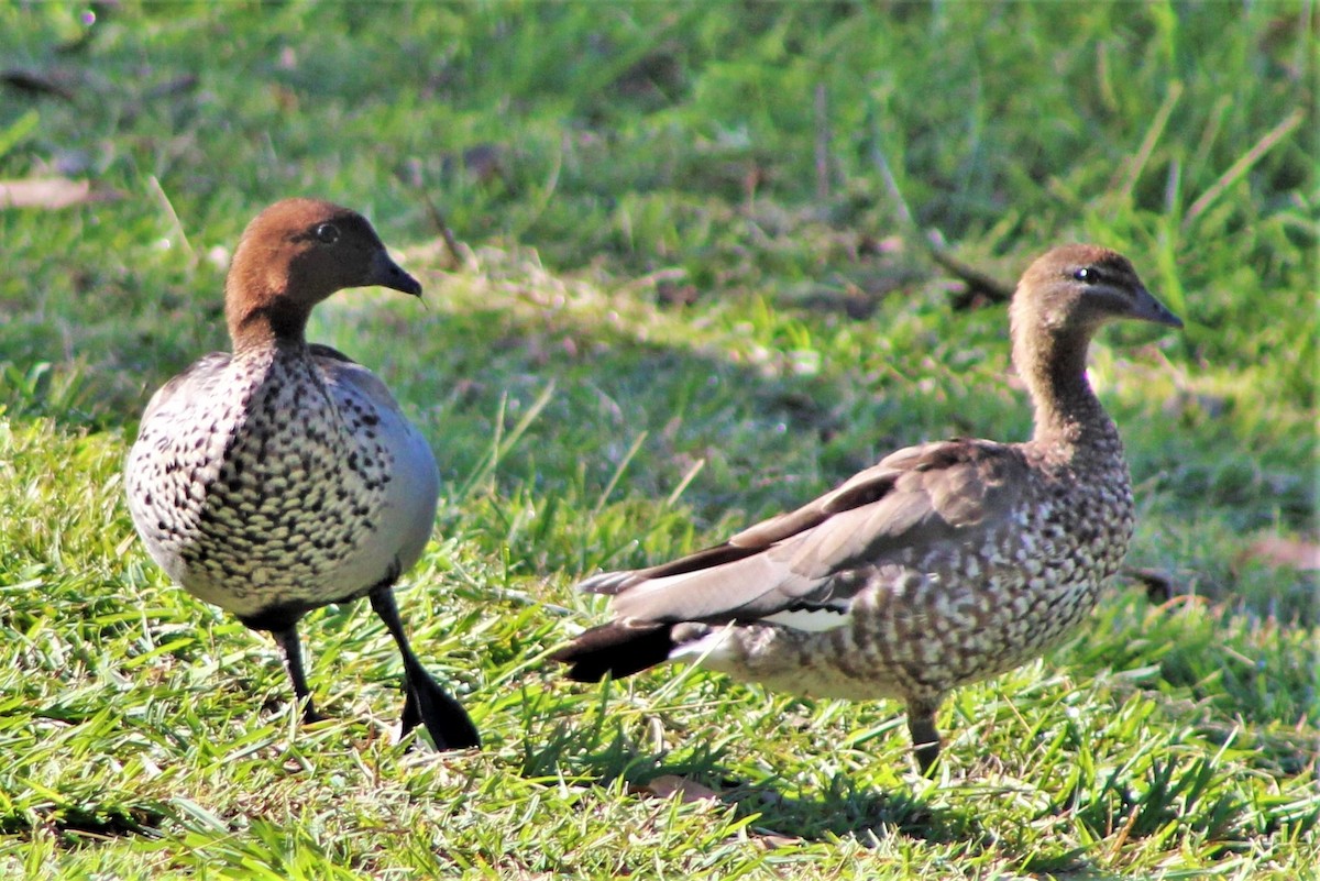 Maned Duck - ML397379791