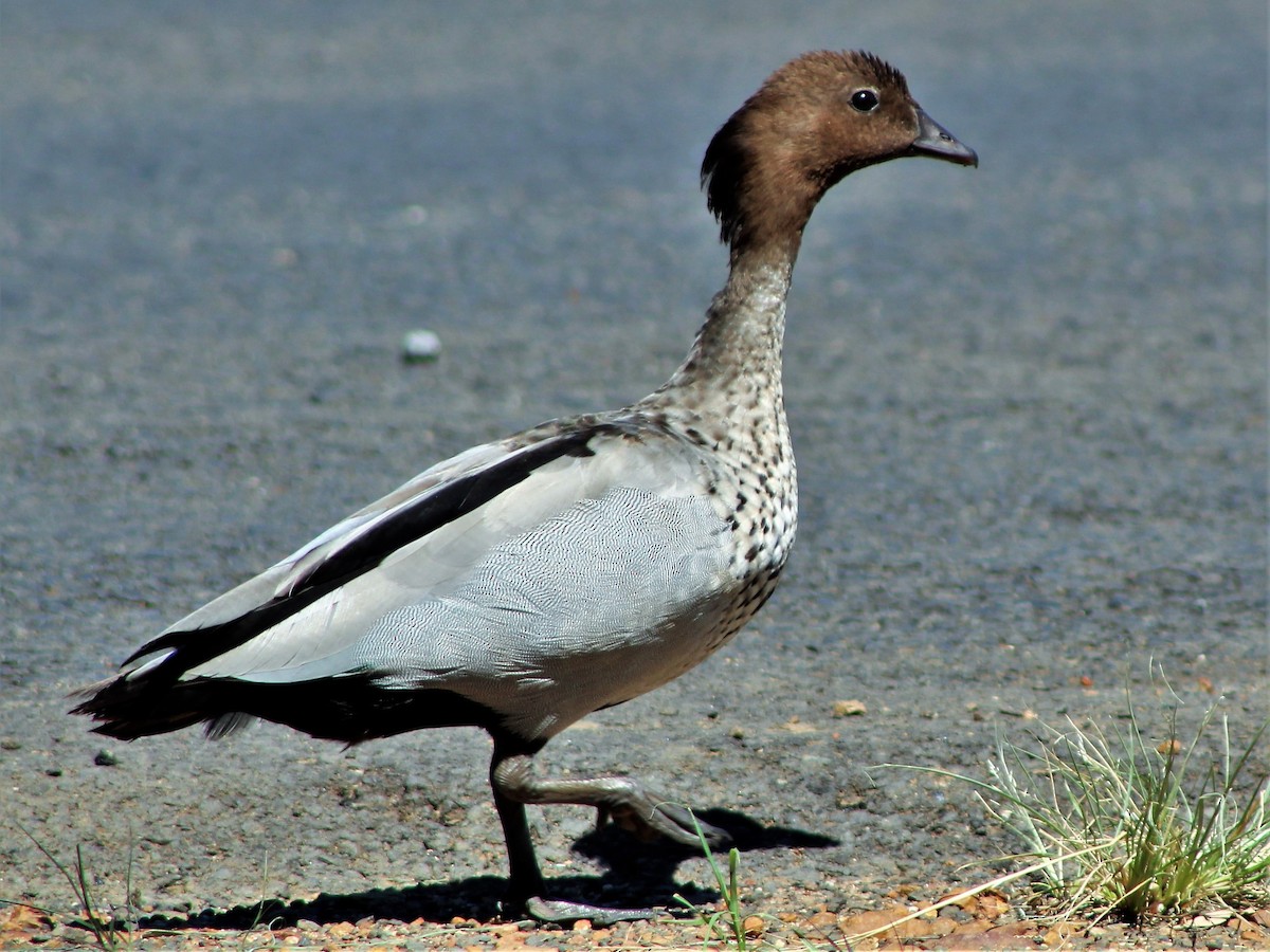 Maned Duck - Leonie Beaulieu