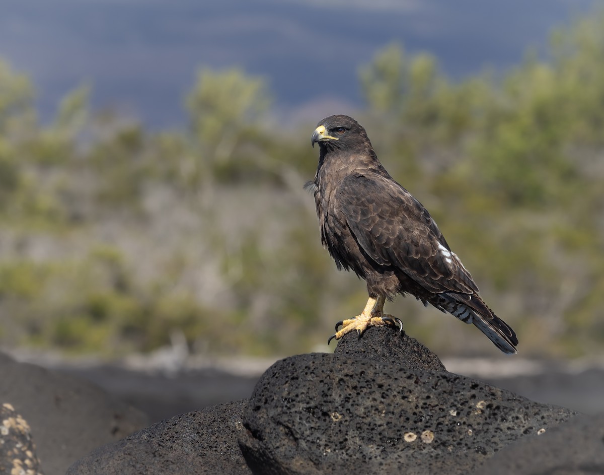 Galapagos Hawk - ML397380341