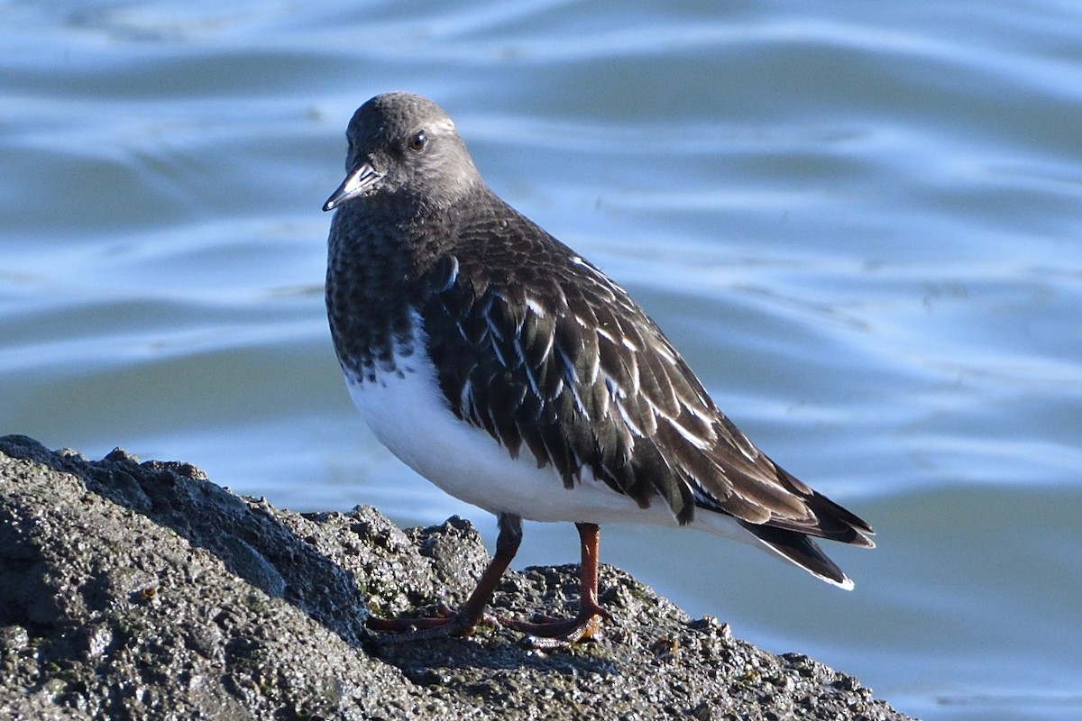 Black Turnstone - Jari Toivanen