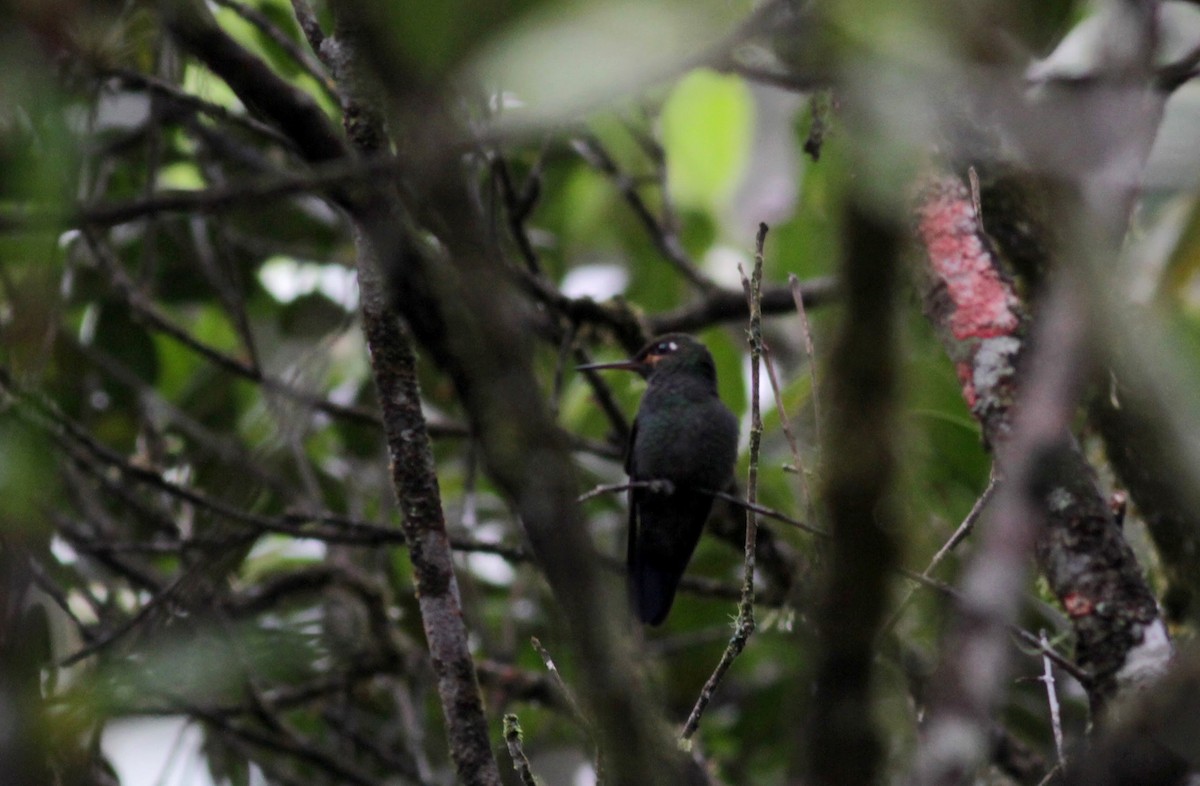 Velvet-browed Brilliant - Jay McGowan
