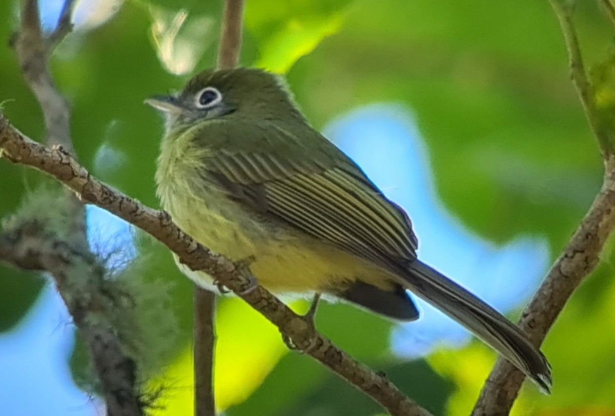 Eye-ringed Flatbill - ML397381161